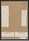 Diatomeae indet. Zeichnungen Sammlung Grunow Nr. 6711 (NHMW-BOT-W0375518)